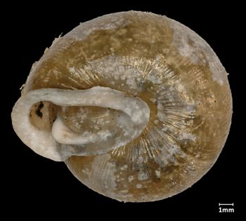 Media type: image;   Malacology 94130 Aspect: basal
